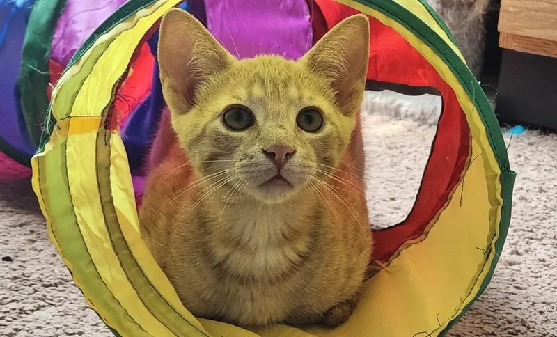 A baby small-sized male Domestic Short Hair cat named Cody for adoption in Greensboro, NC