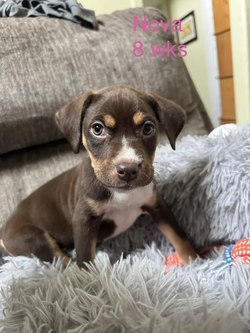 A baby small-sized female Pit Bull Terrier dog named Nova for adoption in Welling, OK