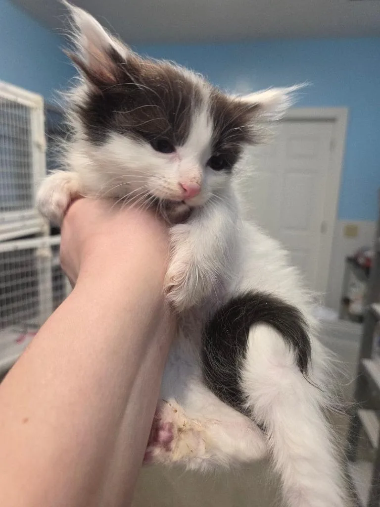 A baby small-sized male Domestic Long Hair cat named Winchuck for adoption in Gold Beach, OR