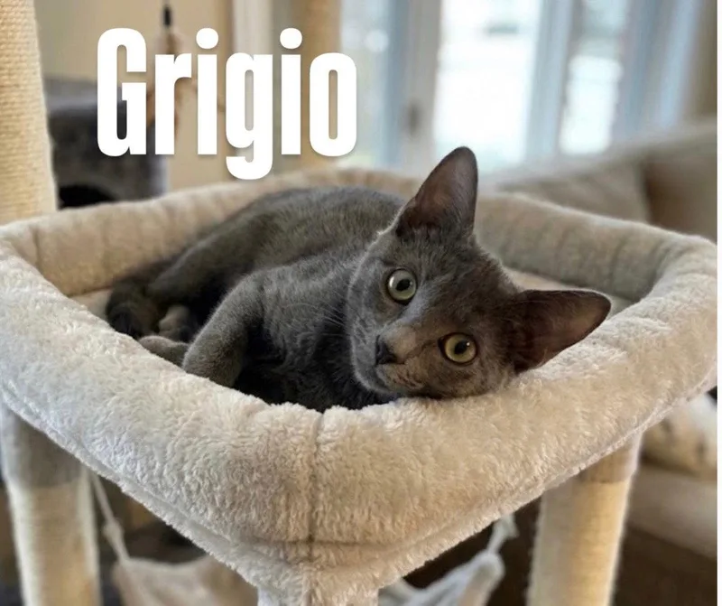 A young medium-sized male Gray / Blue / Silver Domestic Short Hair cat named Grigio for adoption in Chandler, AZ