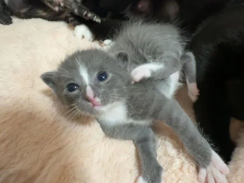 A baby medium-sized male Domestic Short Hair cat named Edison for adoption in Tampa, FL