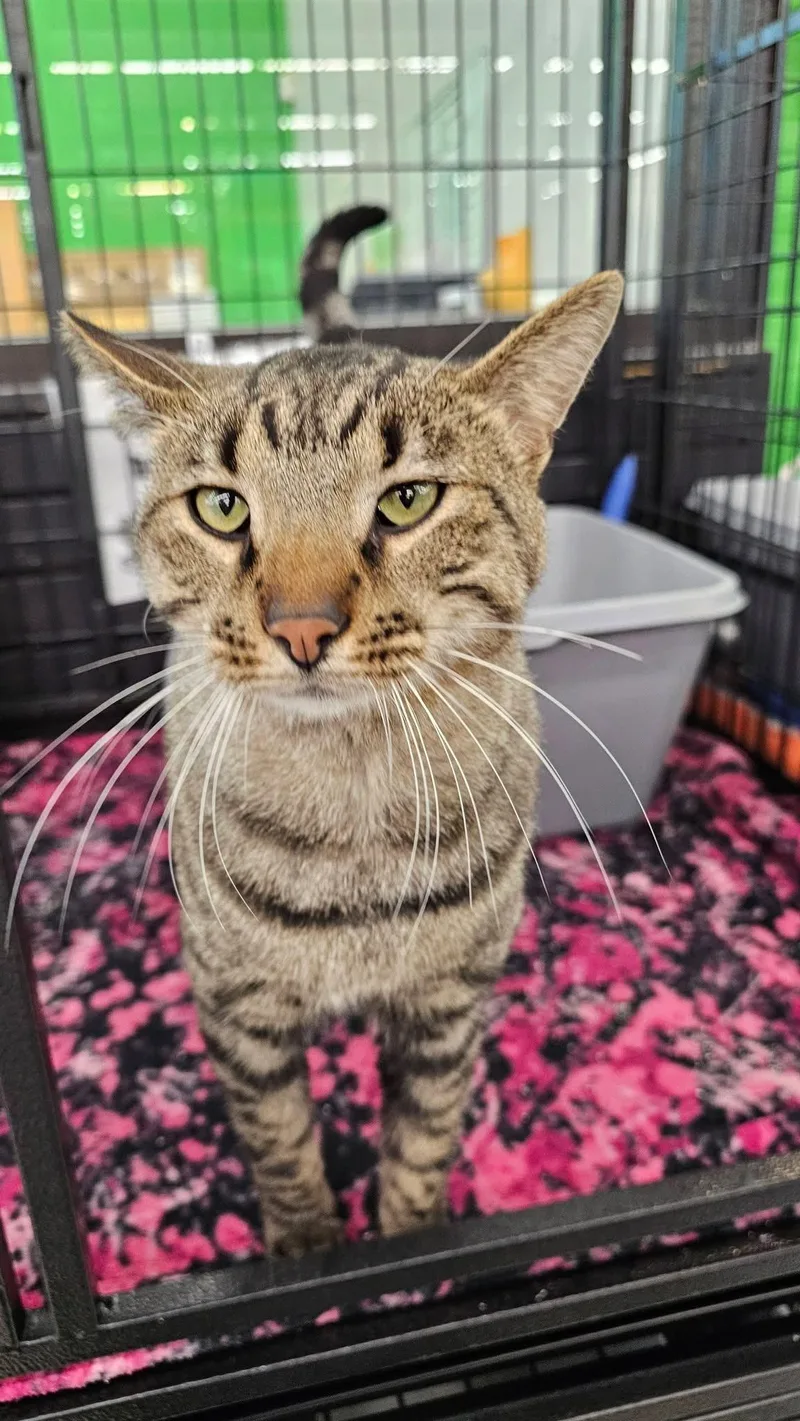 Rocket Man thumbnail 2