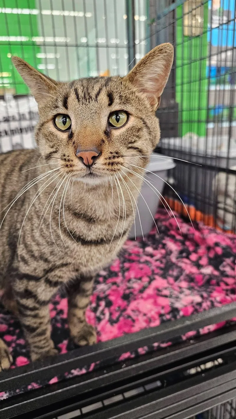 Rocket Man thumbnail 3