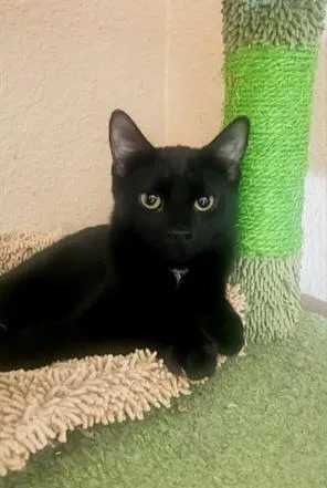 A young medium-sized male Black Domestic Short Hair cat named Fritz for adoption in Glendale, AZ