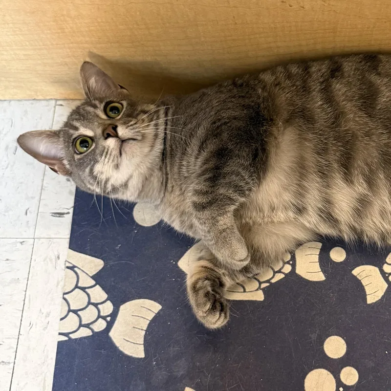 A young medium-sized female Tabby (Gray / Blue / Silver) Domestic Short Hair cat named Vivian for adoption in Independence, IA
