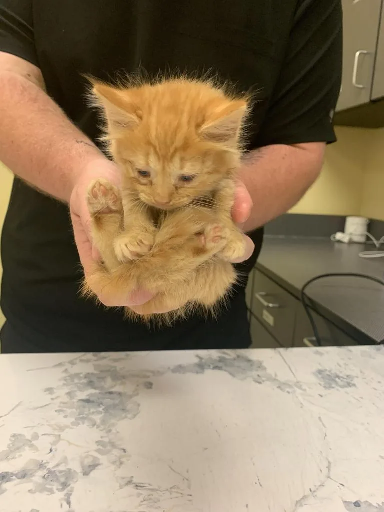 A baby medium-sized female Domestic Long Hair cat named Scarlet for adoption in Florence, SC