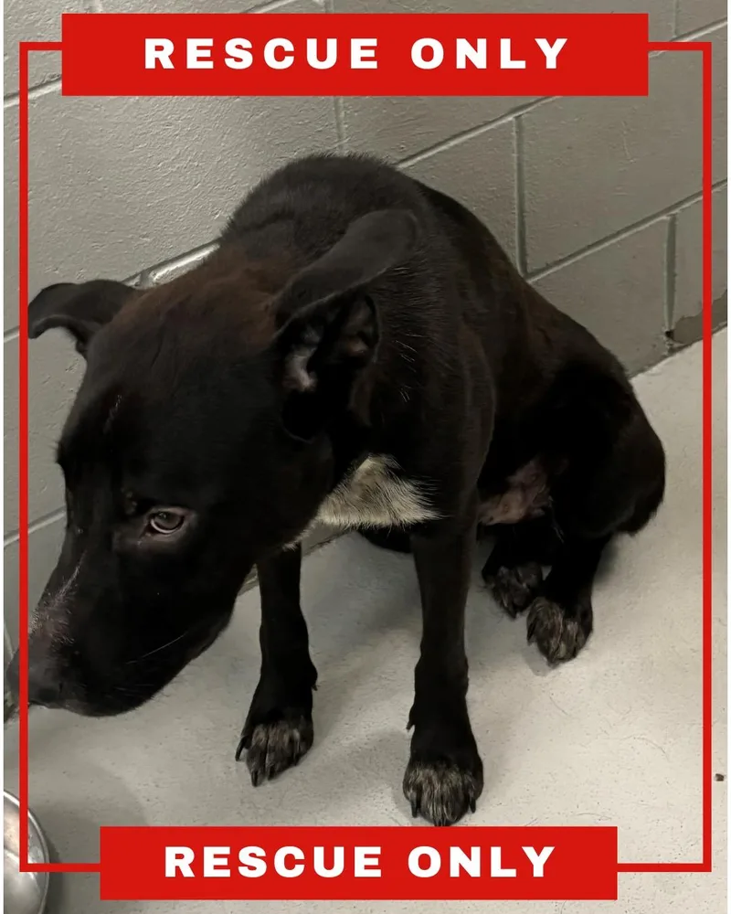 An adult medium-sized male German Shepherd Dog dog named Moose for adoption in Hamilton, NJ
