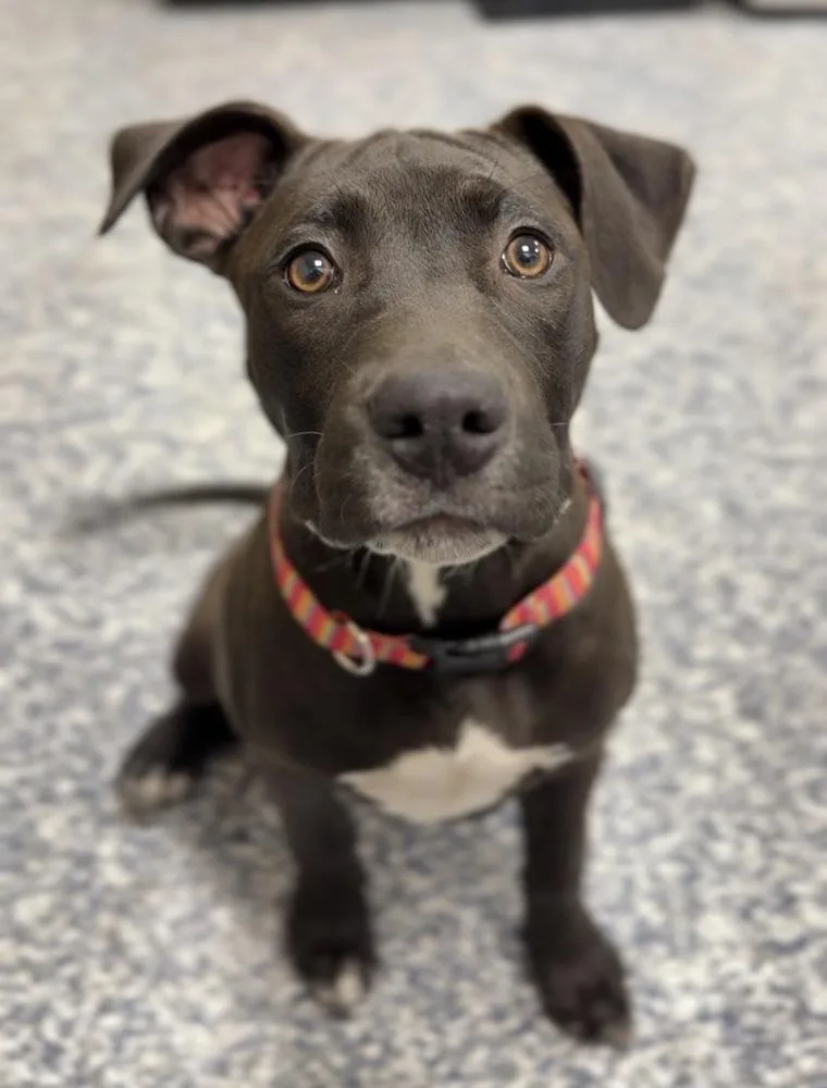 A baby medium-sized female Tricolor (Brown, Black, & White) Mixed Breed dog named Baby Ruby for adoption in Bemidji, MN