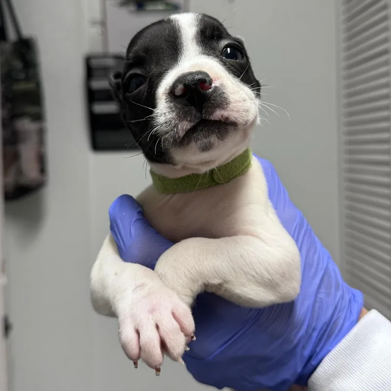 A baby small-sized female Black Mixed Breed dog named Shin Ramyun for adoption in Troy, IL