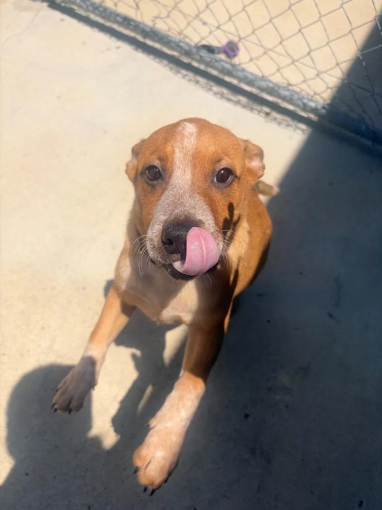 A baby small-sized male Mixed Breed dog named Coby for adoption in Gallatin, TN