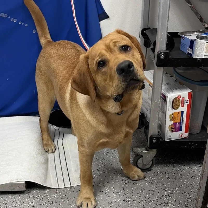 An adult large-sized male Brown / Chocolate Labrador Retriever dog named HACCStray for adoption in Henderson, NV