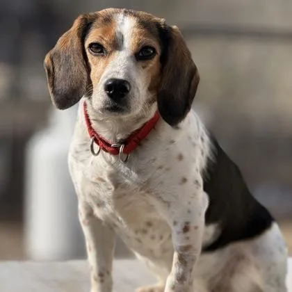 An adult small-sized female Beagle dog named Sweet September for adoption in East Montpelier, VT