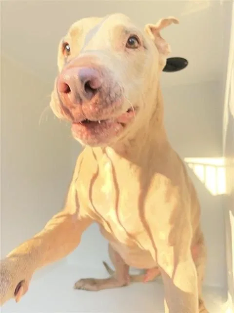 An adult large-sized male Doberman Pinscher dog named A for adoption in Houston, TX