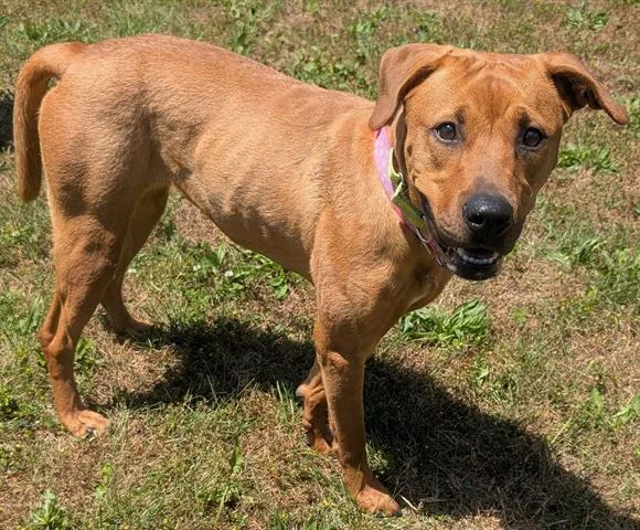 A young medium-sized female Redbone Coonhound dog named Pretty Girl for adoption in Akron, OH