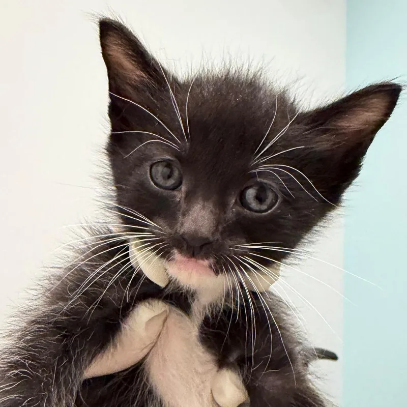 A baby small-sized male Black Domestic Short Hair cat named Lance for adoption in Jacksonville, FL