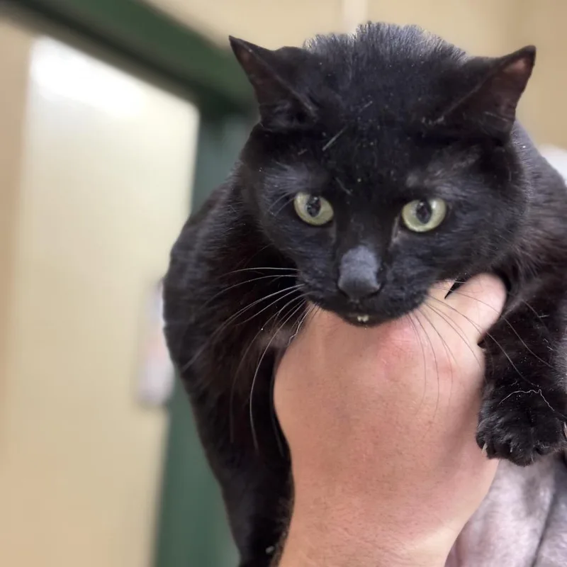 An adult large-sized female Black Domestic Short Hair cat named Xena for adoption in Lucedale, MS