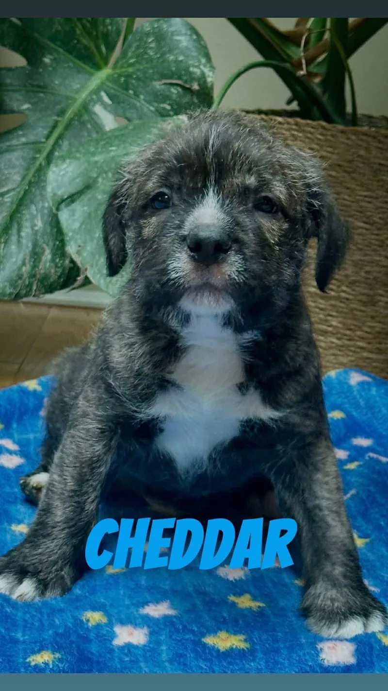 A baby medium-sized male Brindle Pit Bull Terrier dog named Cheddar for adoption in Clay, NY