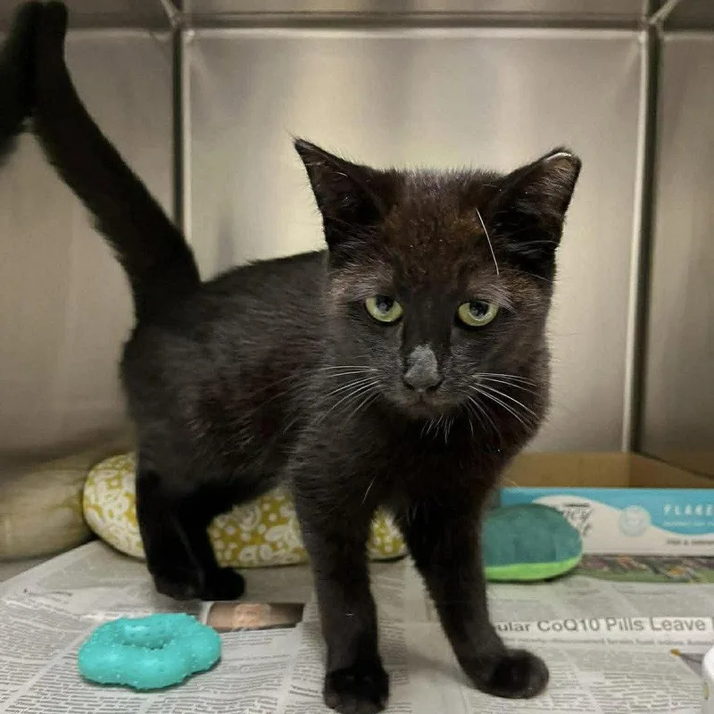 A baby medium-sized male Black Domestic Short Hair cat named Gerard for adoption in Candler, NC