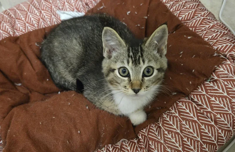 A baby medium-sized female Tabby cat named Verona for adoption in Buford, GA