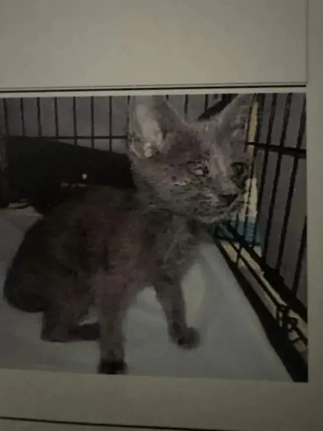 A baby small-sized male Domestic Short Hair cat named Ricky for adoption in Grand Rapids, MI