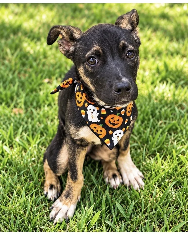 A baby small-sized female Brindle Shepherd dog named Cloud for adoption in Canton , GA