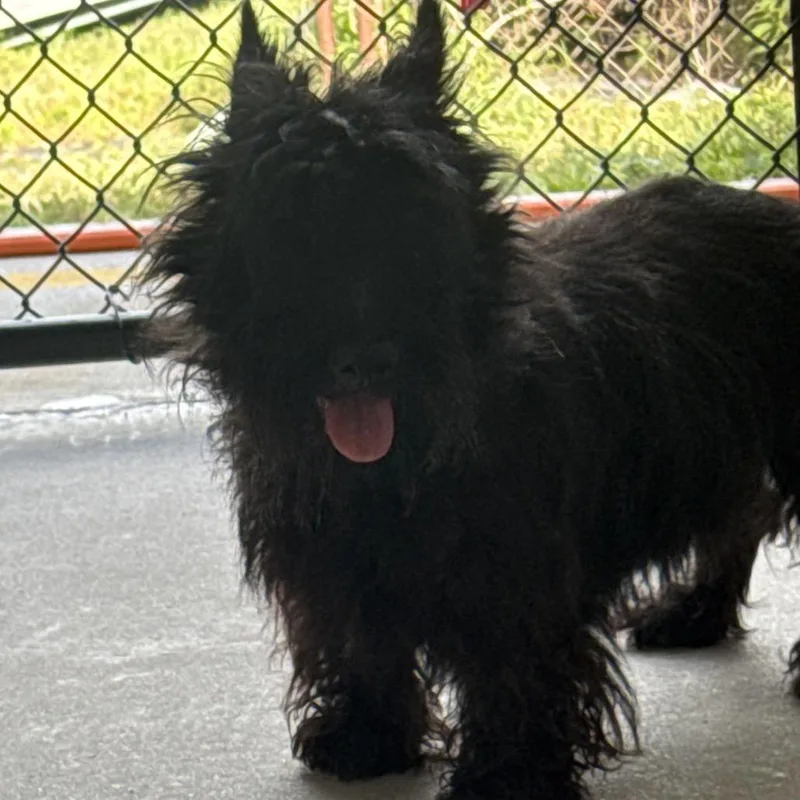 An adult medium-sized female Black Scottish Terrier dog named Ginny for adoption in Clearwater, FL