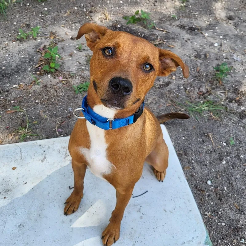 An adult medium-sized male Brown / Chocolate Mixed Breed dog named Red for adoption in Lake Panasoffkee, FL