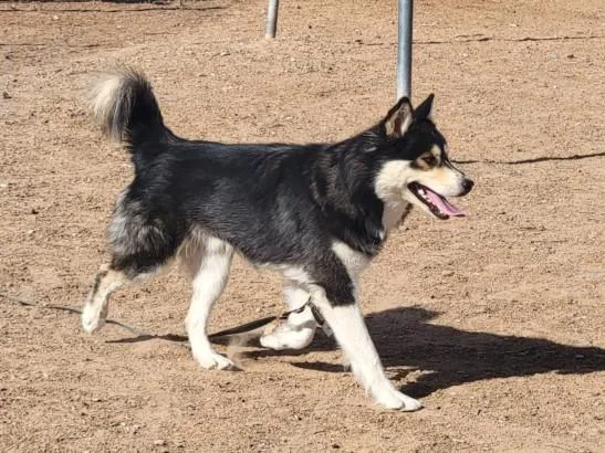 A young large-sized male Mixed Breed dog named Togo for adoption in Santa Fe, NM
