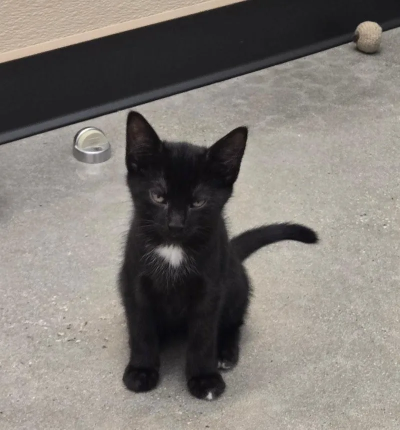 A baby small-sized male Black Domestic Short Hair cat named John for adoption in New Rochelle, NY