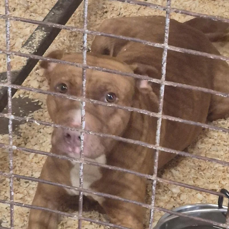 An adult medium-sized female Red / Chestnut / Orange Pit Bull Terrier dog named Auroa for adoption in Durant, OK