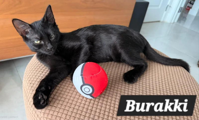 A young medium-sized male American Shorthair cat named Burakki for adoption in miami, FL