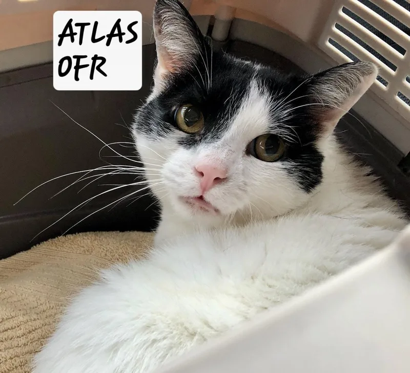 A young medium-sized male Black & White / Tuxedo Domestic Short Hair cat named Atlas for adoption in Owasso, OK