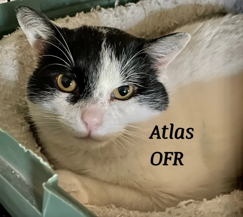 Atlas thumbnail 2
