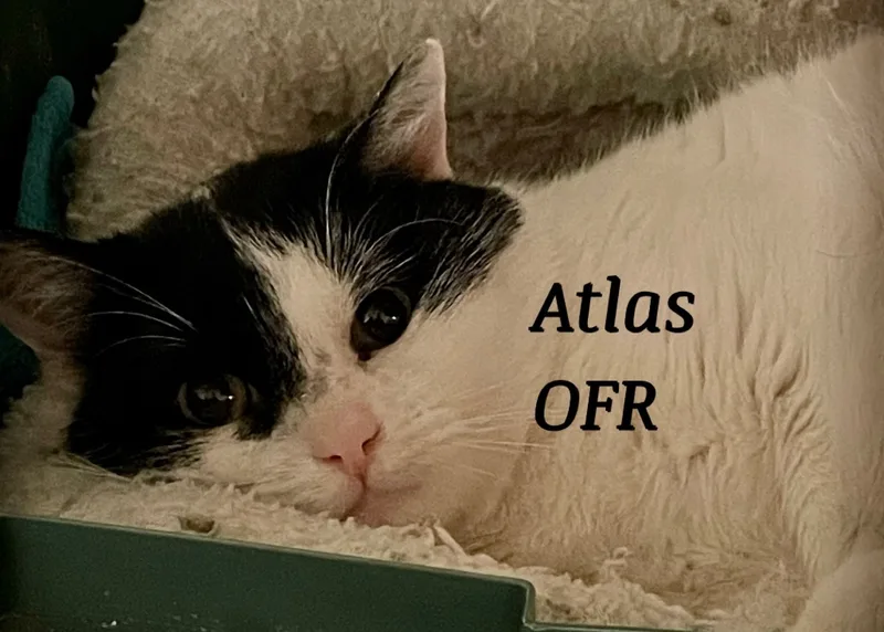 Atlas thumbnail 3