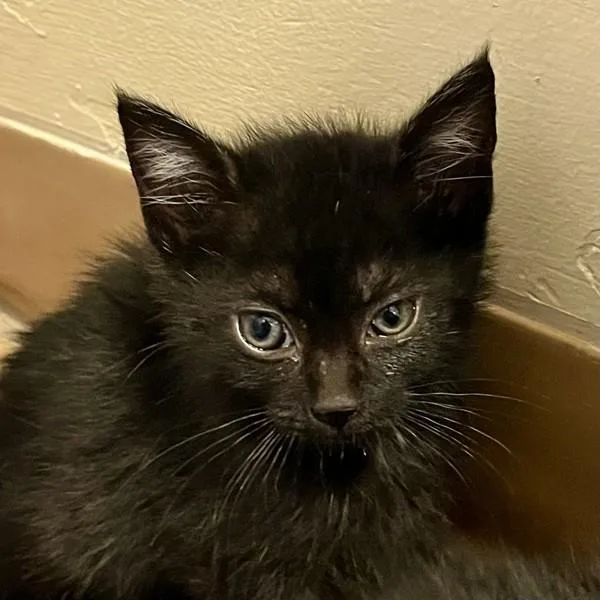 A baby small-sized male Domestic Medium Hair cat named Scorchio for adoption in Walnut Creek, CA