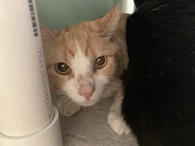 A young small-sized male Domestic Short Hair cat named Buillon for adoption in Tustin, CA