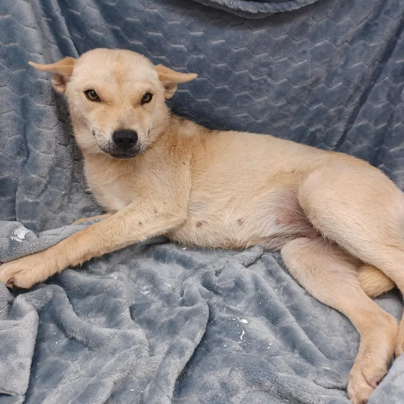 A young medium-sized female Husky dog named Nana for adoption in New Tazewell, TN