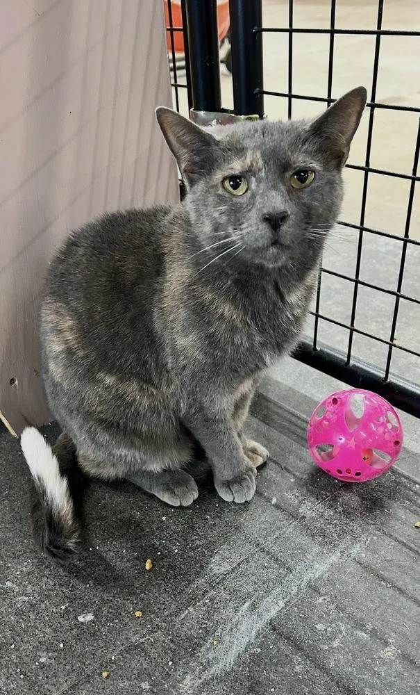 Gia Rose thumbnail 2