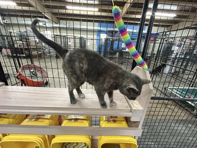 Gia Rose thumbnail 3