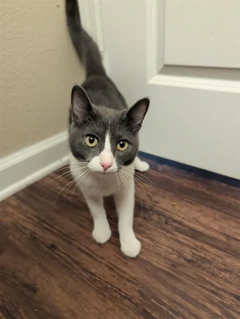 A young small-sized male Domestic Short Hair cat named Sampson for adoption in San Antonio, TX