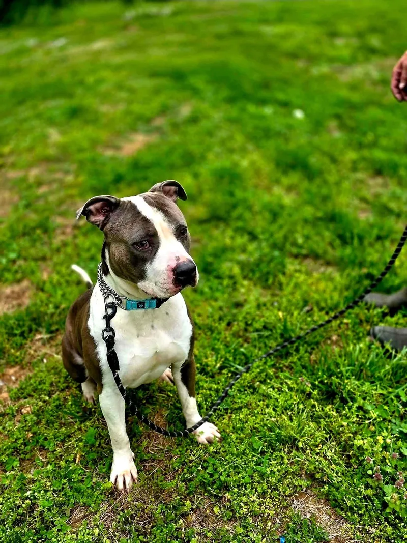 A young medium-sized male Mixed Breed dog named Champ for adoption in Harrodsburg, KY