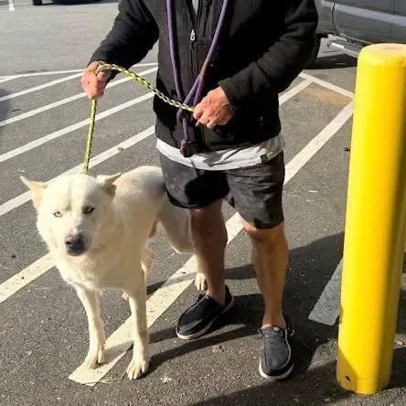 Mochi
