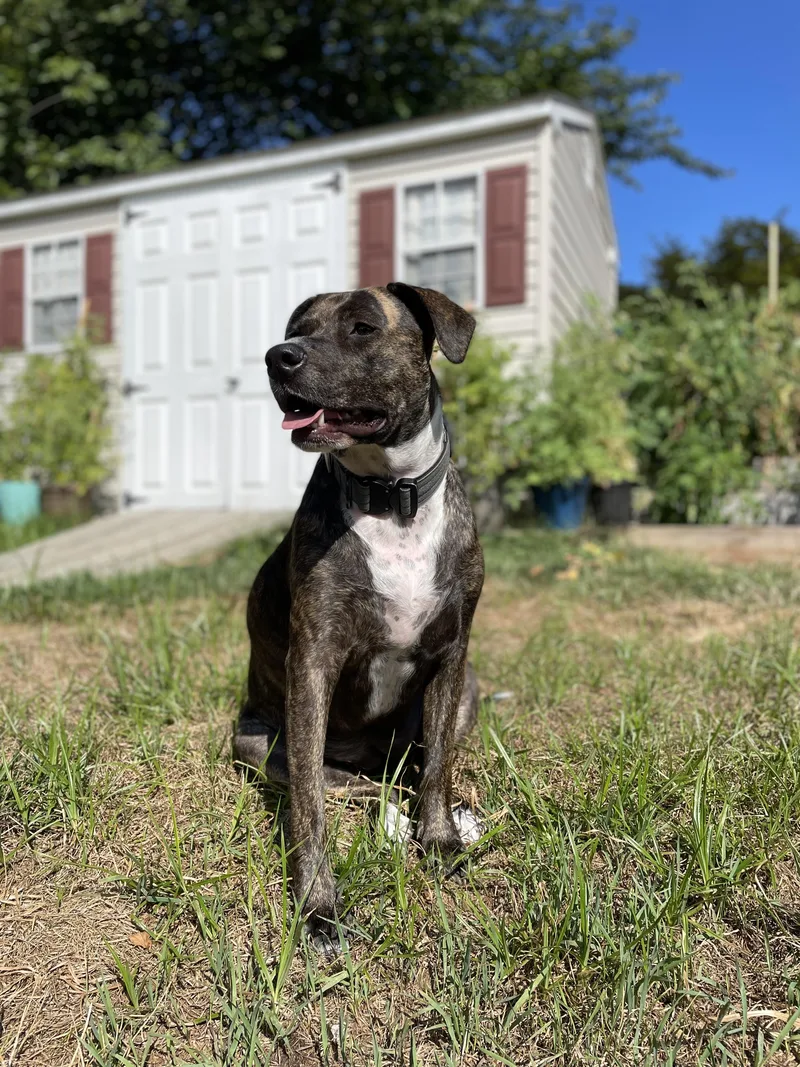 A young large-sized female Brindle Pit Bull Terrier dog named Trace for adoption in Lambertville, NJ