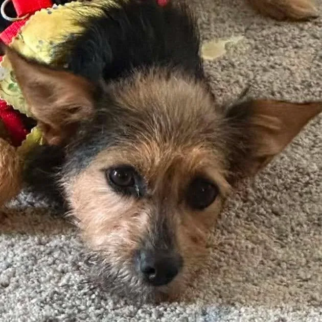 Bea