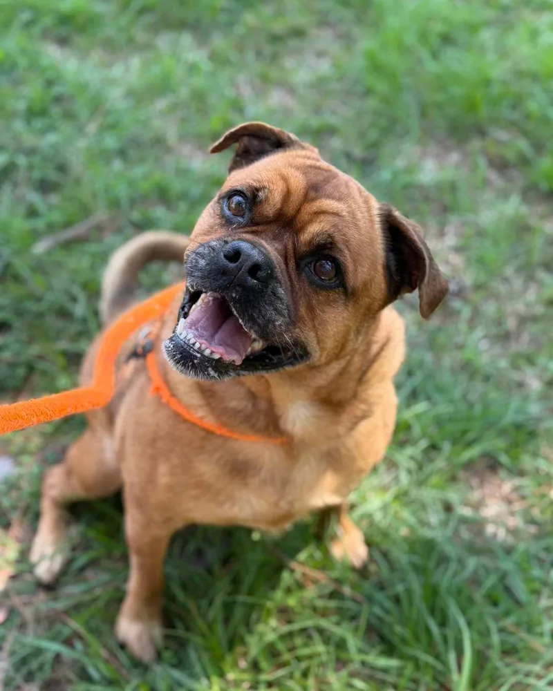 An adult medium-sized female Golden Boxer dog named Brandy for adoption in Madisonville, LA