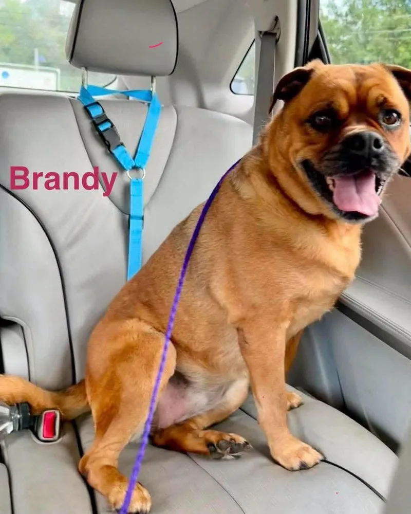 Brandy thumbnail 3