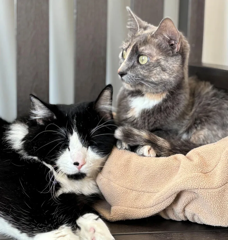 An adult medium-sized female Domestic Short Hair cat named Nami for adoption in Iowa City, IA