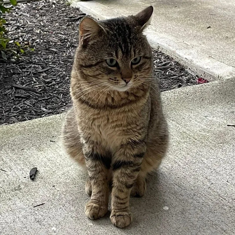 Archie