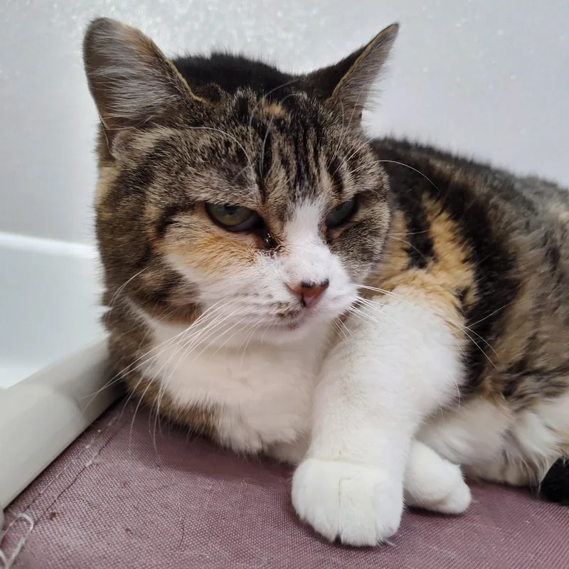 A senior large-sized female Domestic Short Hair cat named Abri for adoption in Stockbridge, MI