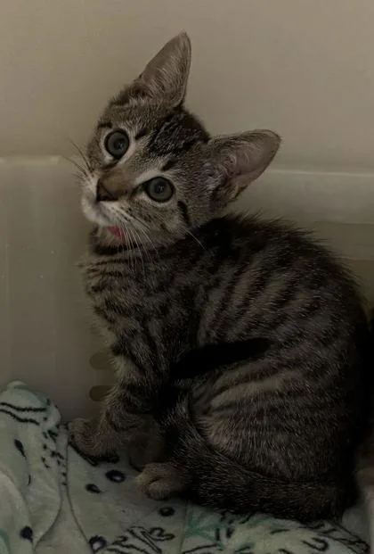 A young small-sized female Domestic Short Hair cat named A BootsPetSmart North Charleston for adoption in North Charleston, SC
